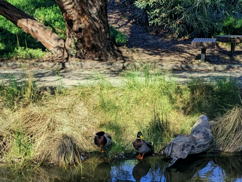 UC Davis Arboretum