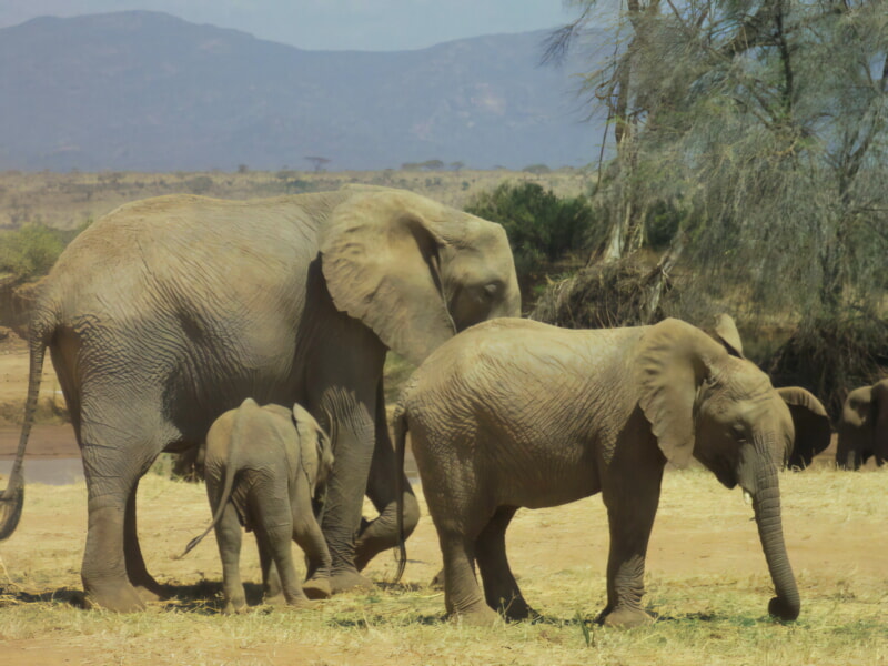 Serengetin kansallispuisto